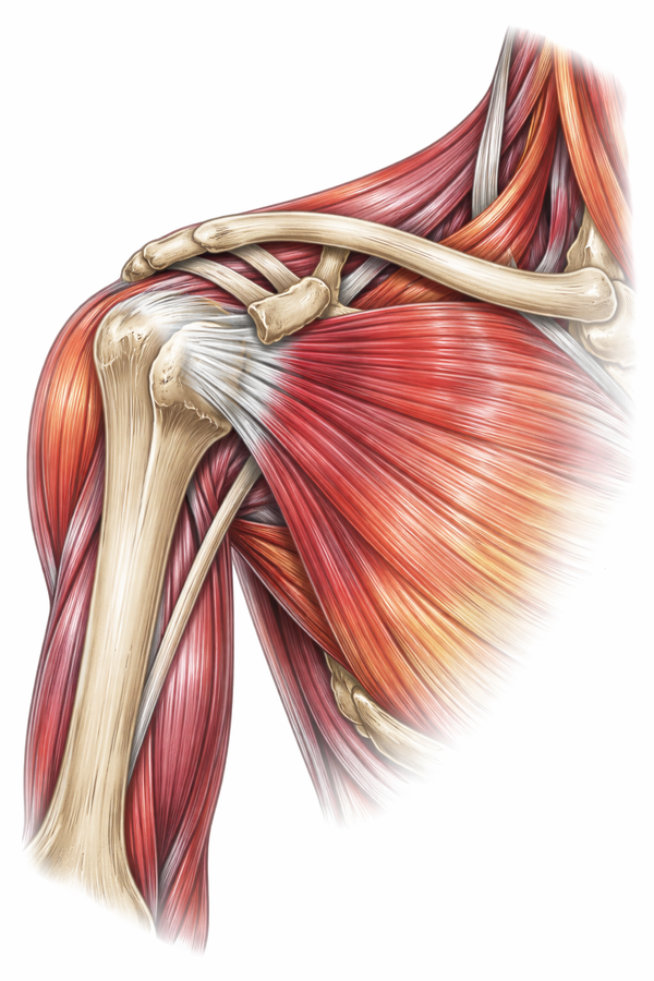 Shoulder